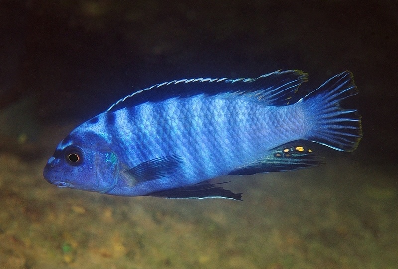 Labeotropheus trewavasae 'Ngkuyo Island'